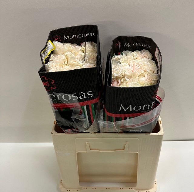 Rosa ec cotton expression MR.jpg